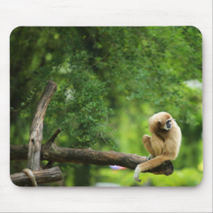 Bevackert White Handed Gibbon a Träd Musmatta