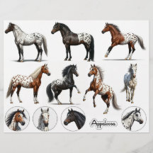 Bevackra Appaloosa Horse Illustrations