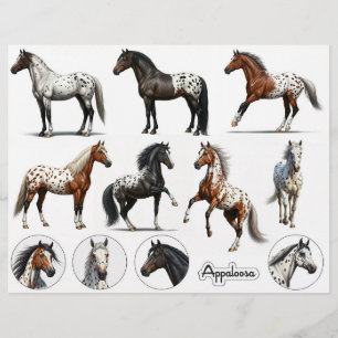 Bevackra Appaloosa Horse Illustrations