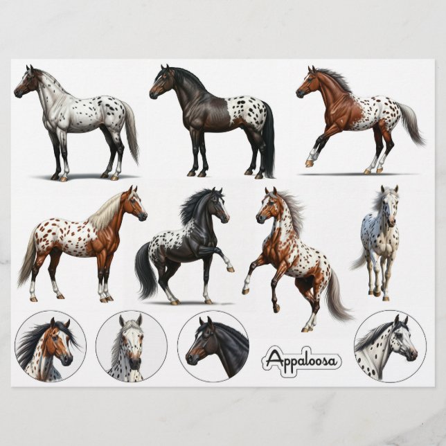 Bevackra Appaloosa Horse Illustrations (Framsida)