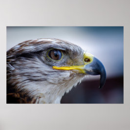 Bevackra falcon porträtt poster