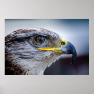 Bevackra falcon porträtt poster