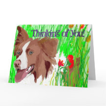 Bevackra Gräns Collie Sends Kärlek