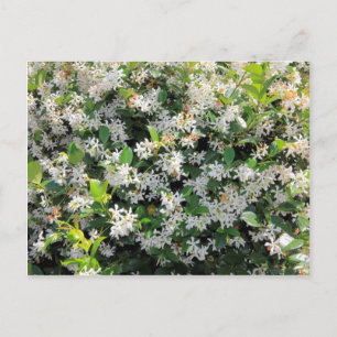 Bevackra Jasmine Flowers Vykort
