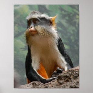 Bevackra Monkey Porträtt Profile Poster