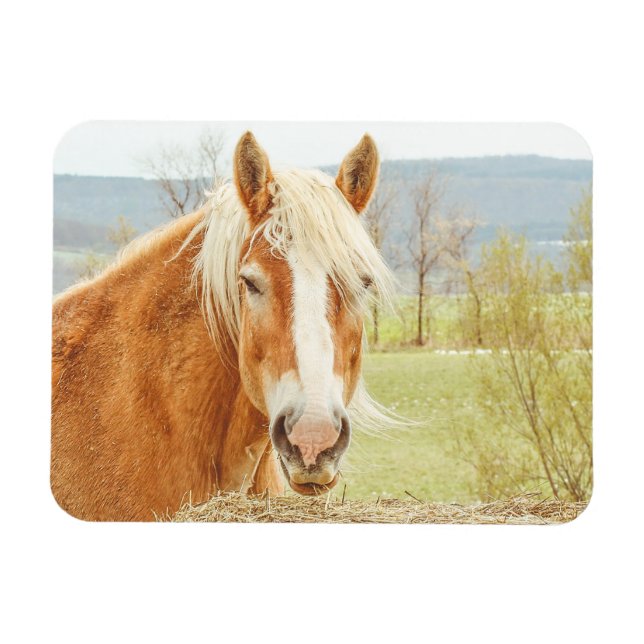 Bevackra Palomino Farm Horse Magnet (Horisontell)