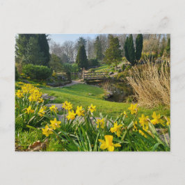 Bevackra Vår Daffodils Vykort