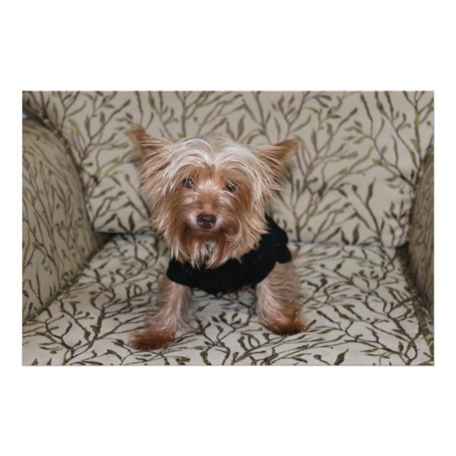 Bevalt Yorkshire Terrier Fototryck (Framsidan)