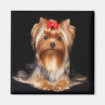 Bevalt Yorkshire Terrier