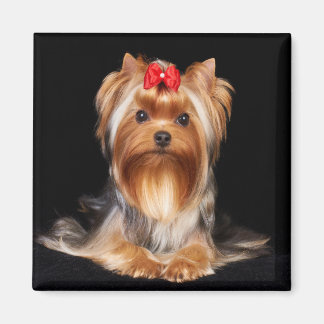 Bevalt Yorkshire Terrier Magnet