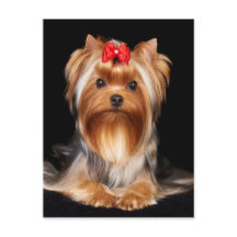 Bevalt Yorkshire Terrier