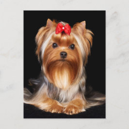 Bevalt Yorkshire Terrier Vykort