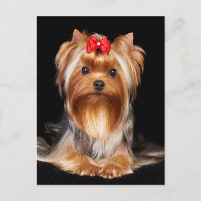 Bevalt Yorkshire Terrier Vykort (Framsida)