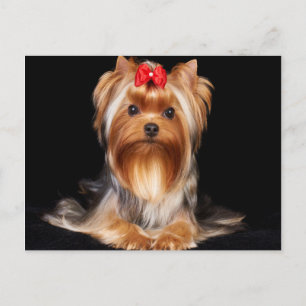 Bevalt Yorkshire Terrier Vykort