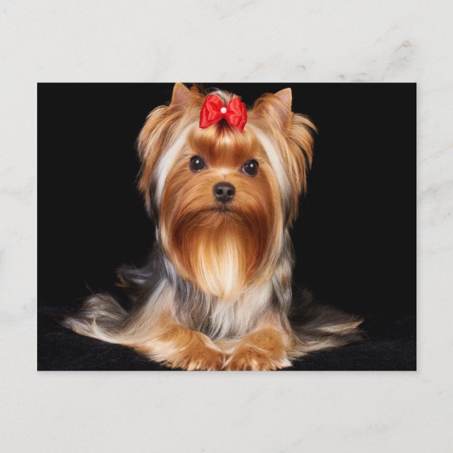 Bevalt Yorkshire Terrier Vykort (Framsida)