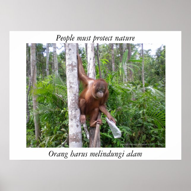 Bevara Nature Wildlife Poster (Framsidan)