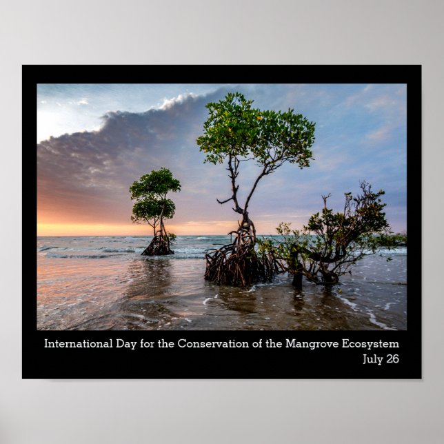 Bevarande av mangrove, foto poster (Framsidan)