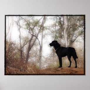 Bevarar Hund "Scooby" Bild/Skriv ut Poster