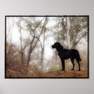 Bevarar Hund "Scooby" Bild/Skriv ut Poster