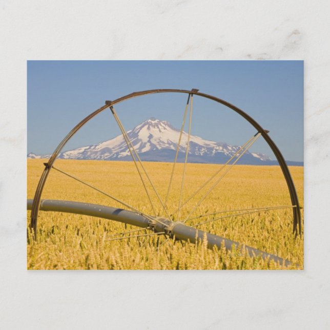 Bevattningsrör i Fält Vykort (Framsida)