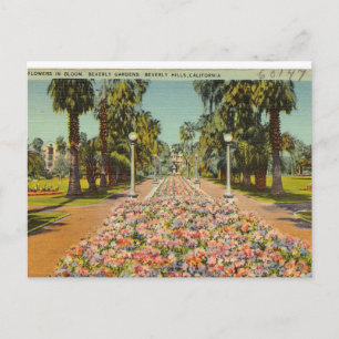 Beverly Backe Flowers Vykort