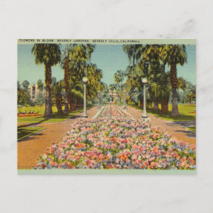 Beverly Gardens, Beverly Backe, Kalifornien Vykort