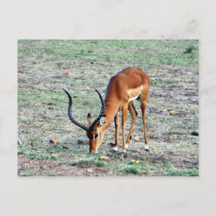 bevilja gazelle vykort