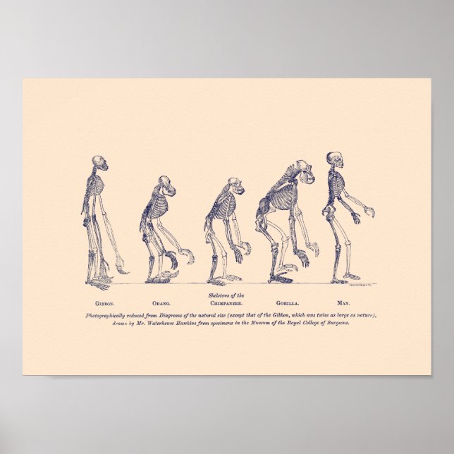 Bevis för människans Ställe i naturen Poster (Framsidan)