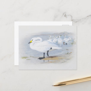 Bewicks svan, fågelillustration vykort