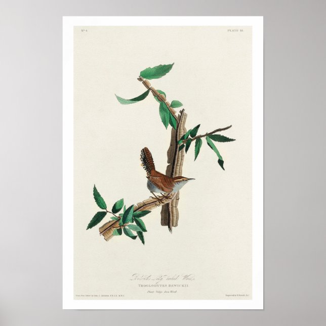 Bewick's Wren by Audubon Poster (Framsidan)