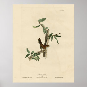 Bewick's Wren från Audubon's Birds of America Poster