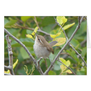 Bewicks Wren Hälsningskort