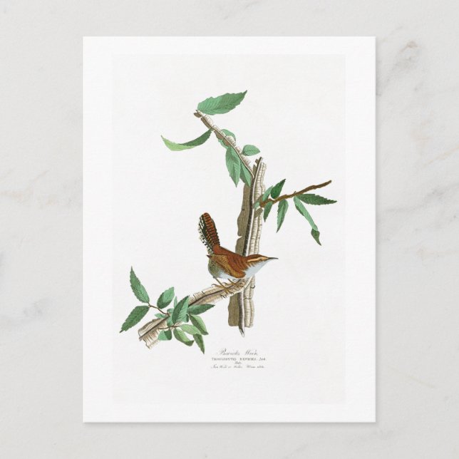 Bewicks Wren John James Audubon Birds of America Vykort (Framsida)