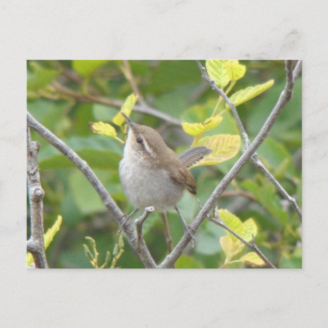 Bewick's Wren Postcard Vykort (Framsida)