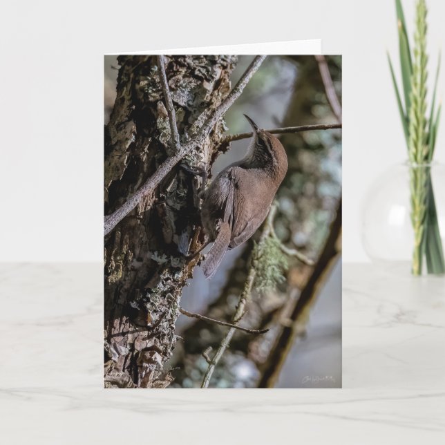 Bewicks Wren-tackeskort Tack Kort (Framsida)