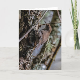 Bewicks Wren-tackeskort Tack Kort