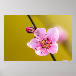 Bezaubernde Blumen für die Trollspö Poster