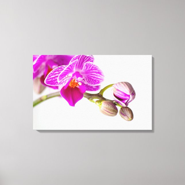 Bezaubernde Orchidee - Glücksgefühle frei Haus! Canvastryck (Framsida)