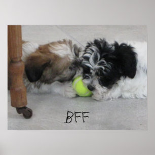 BFF Bästa vänner Puppy Poster