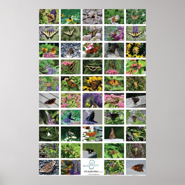 bfly_50_poster poster (Framsidan)