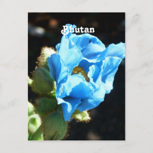 Bhutan Blue Poppy Vykort