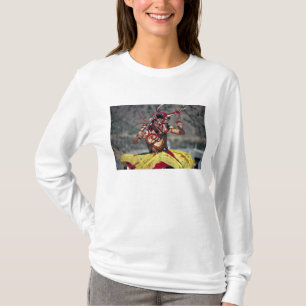 Bhutan, Thimphu. Det finns en stor variation av Tee Shirt