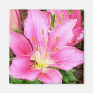 Bi i en Lilly Magnet
