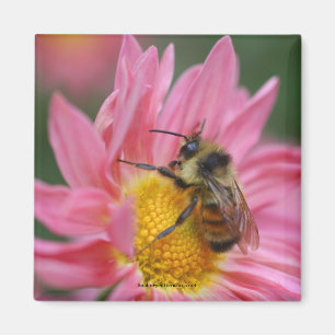 Bi på den rosa magneten för daisyblommafoto magnet