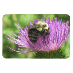 Bi- & Thistlemagnet Magnet