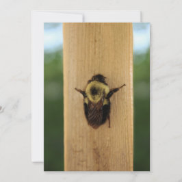 Bi-zilla Inbjudningar