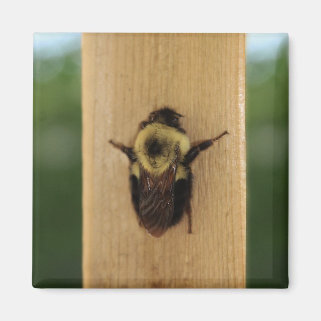 Bi-zilla Magnet (Framsidan)