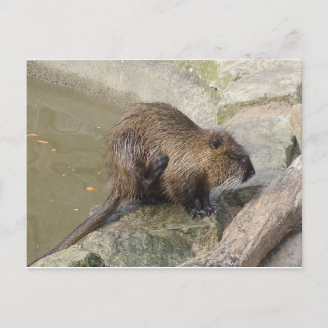 Biber Vykort (Framsida)