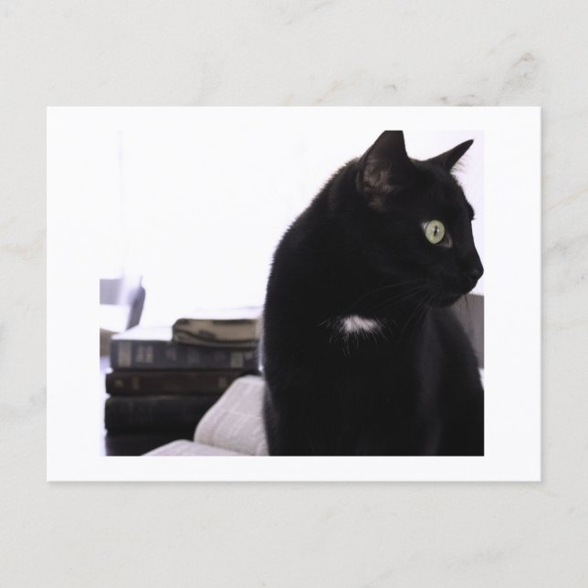 Bibles and Black Cat Postcard Print by JH Thornton Vykort (Framsida)