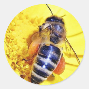 BiblommaPollen Runt Klistermärke